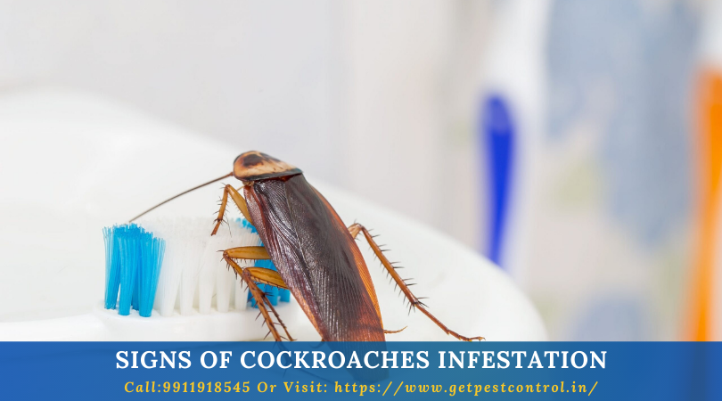 Signs of Cockroaches Infestation