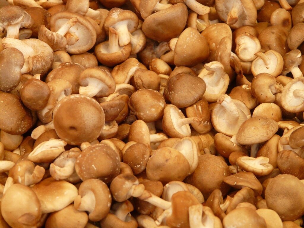 Aaron Pretto Vopni Can Medicinal Mushrooms Treat ADHD