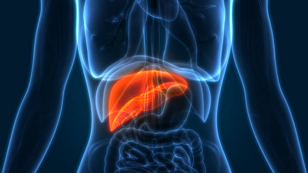 strong liver