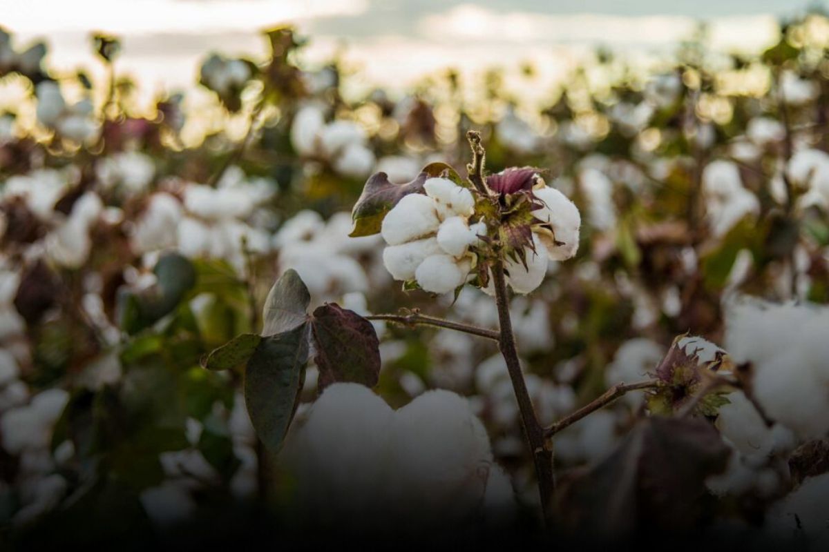 Cotton Exporters