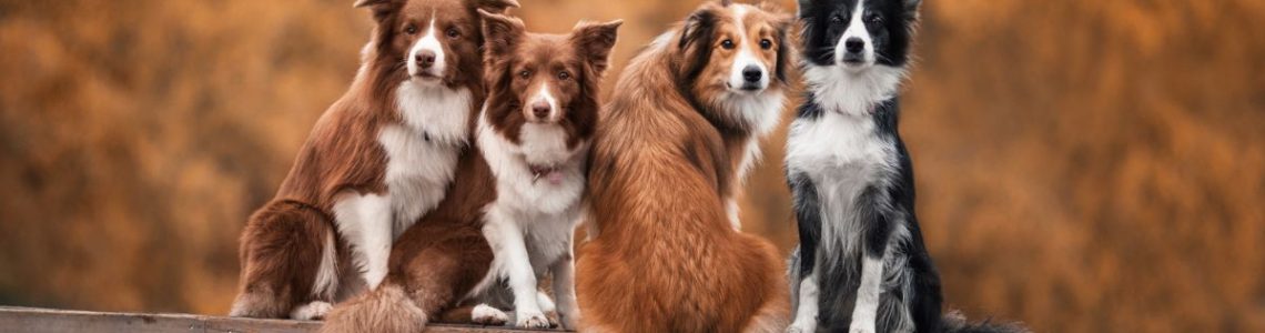 A Complete Guide To Dog Grooming Tips In India