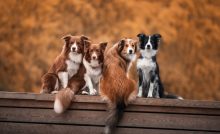 Dog Grooming
