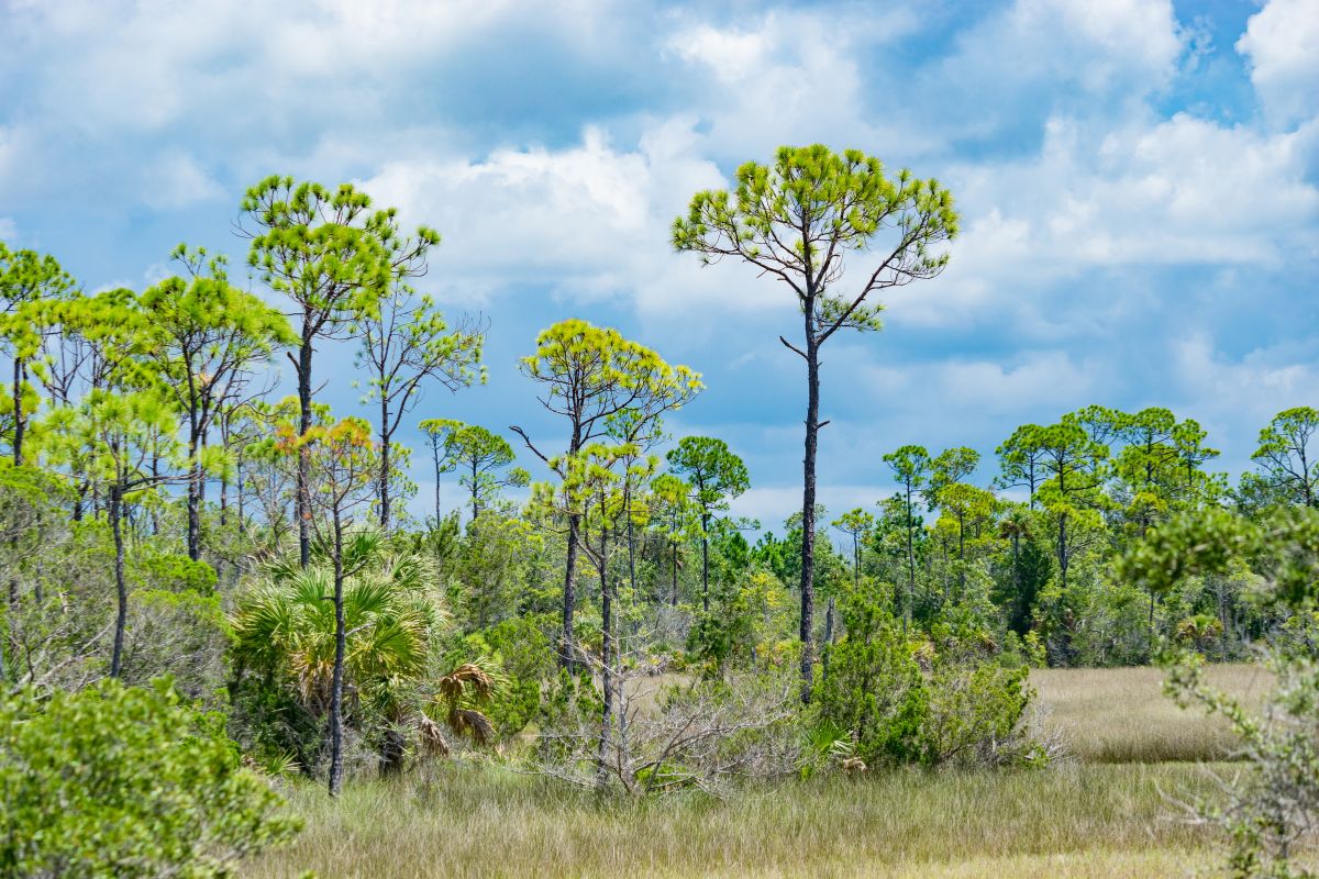 Gulf Coastal Plain