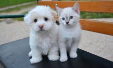 Kuppy Pet