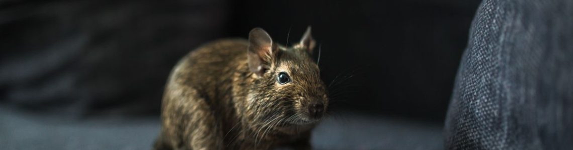 Most Effective Rodent Removal Technique?