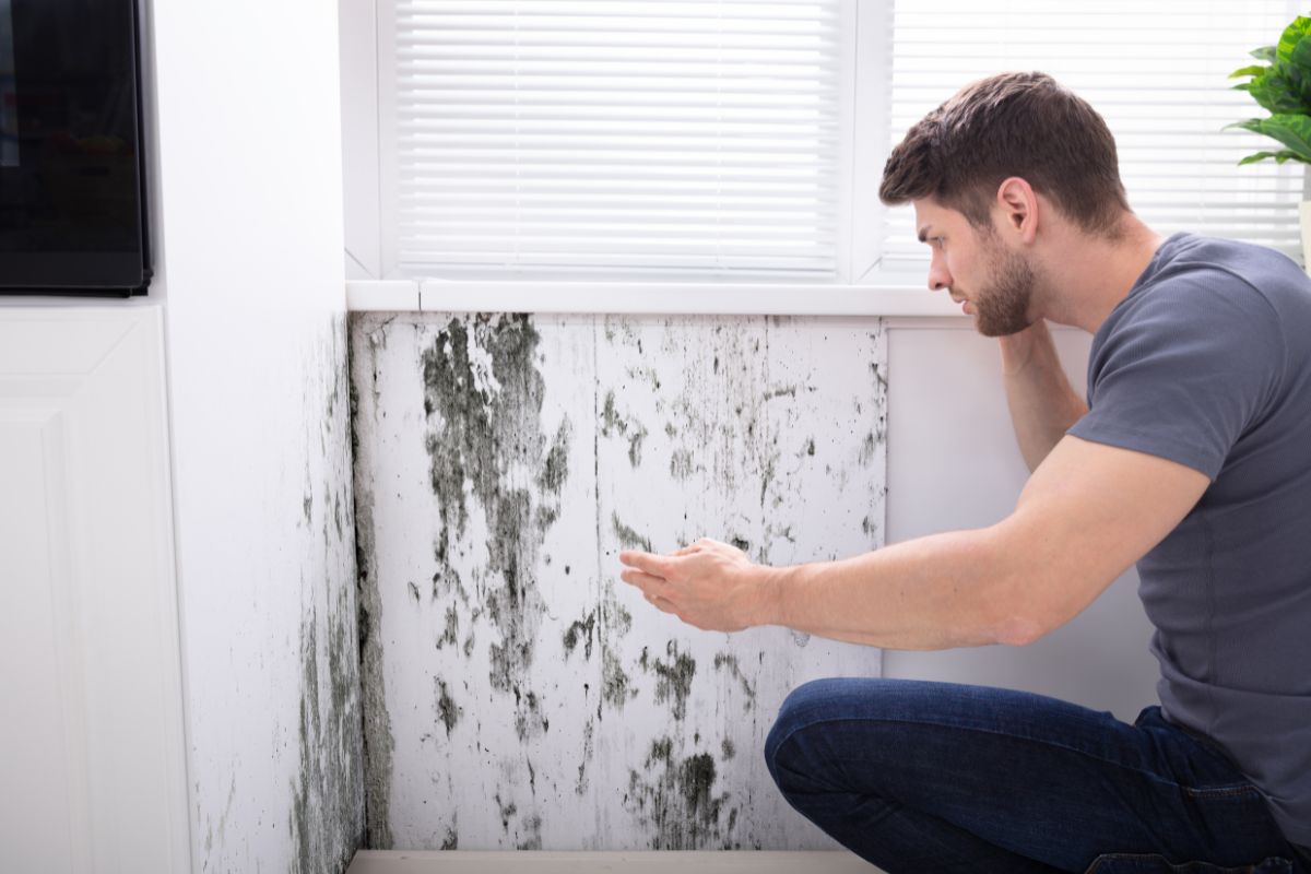 Expert Mold Removal in Naples – Your Path to a Mold-Free Home