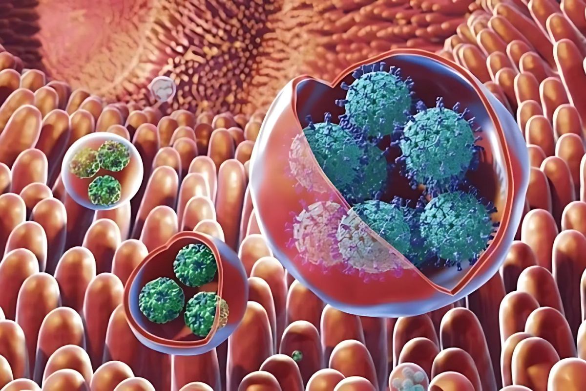 Norovirus